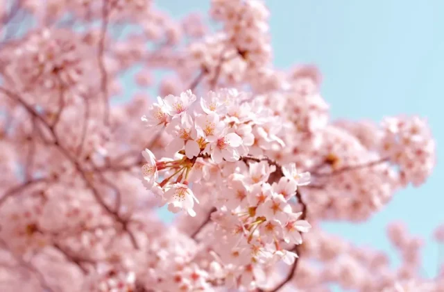 Cherry blossoms in full bloom in front of a traditional Japanese temple pagoda, showing the best time to visit Japan during spring sakura season