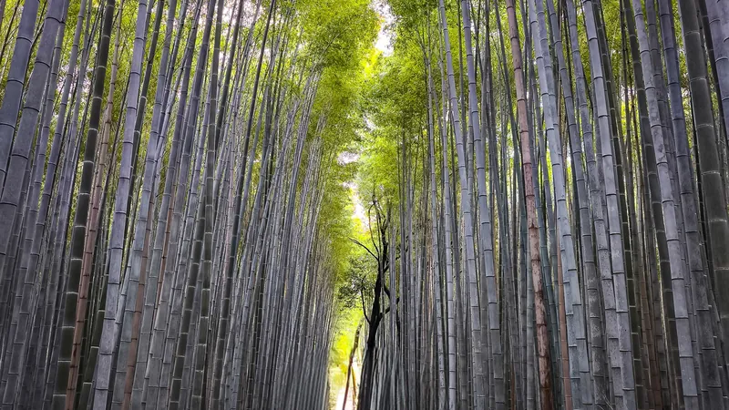 Arashiyama Bamboo Grove